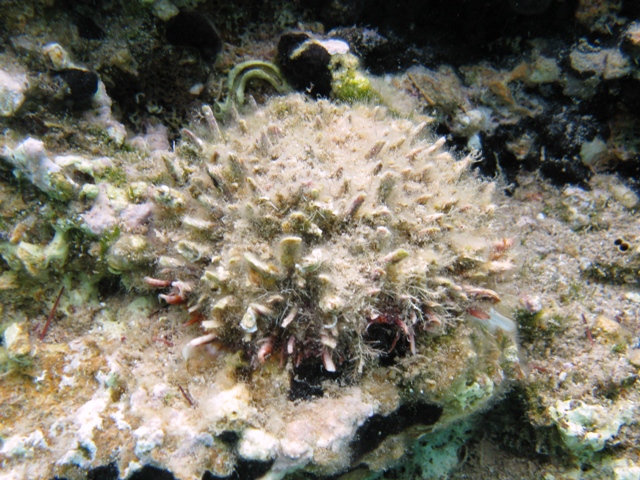 Spondylus gaederopus vivo